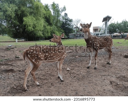 Deer in Lhokseumawe city park