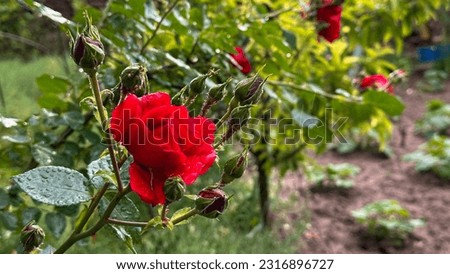 Macro photo red rose bud flower. Stock photo red blooming rose with raindrops background. Small garden red rose with raindrops, close up