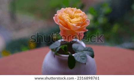 Closeup photos of pink and yellow roses blooming on the balcony in summer and autumn.