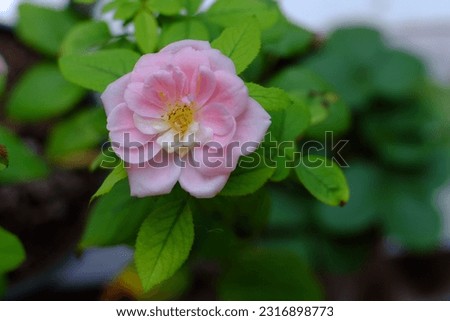 Closeup photos of pink and yellow roses blooming on the balcony in summer and autumn.