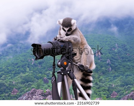 lemur photographer shoots with a camera in the mountains sitting on a camera with a tripod