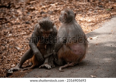 Indian monkey parents with their new borns