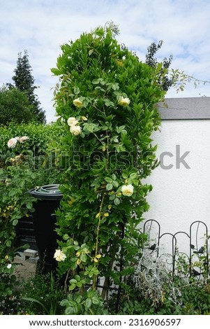 Climbing rose "Elfe" with cream flowers blooms in the garden in June. Rose is a woody perennial flowering plant of the genus Rosa, in the family Rosaceae. Berlin, Germany Royalty-Free Stock Photo #2316906597