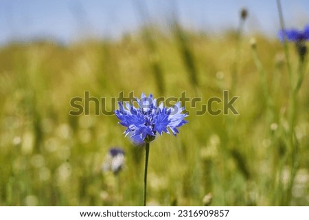 Close up picture of blue cornflower blossom in the green barley field. Centaurea cyanus, commonly known as cornflower or bachelor's button is flowering plant in the family Asteraceae native to Europe.
