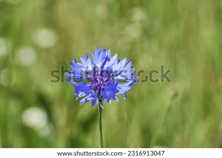 Detailed or macro picture of blue cornflower blossom. Centaurea cyanus, commonly known as cornflower or bachelor's button is flowering plant in the family Asteraceae native to Europe. Beautiful weed.