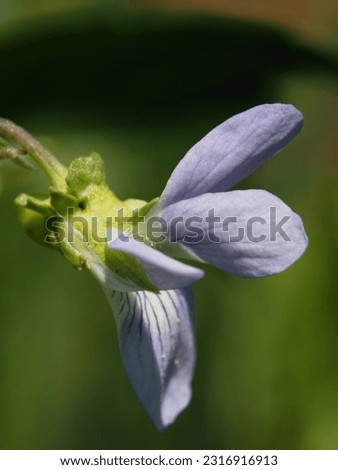 violet flower in a forest clearing
