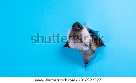 Funny dog muzzle from a hole in a paper blue background. Copy space.  Royalty-Free Stock Photo #2316922327