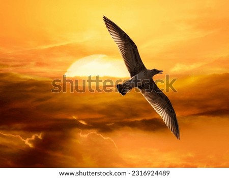 Image of a flying seagull against the glowing setting sun