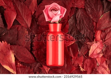 pink rose in a red ceramic vase on a background of red leaves. autumn still life top view Royalty-Free Stock Photo #2316929565