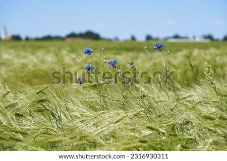 Blue cornflowers Centaurea cyanus in bloom in the green unriped barley field under the blue sky. European weed flower  naturalised in other parts of the world, including North America and Australia.
