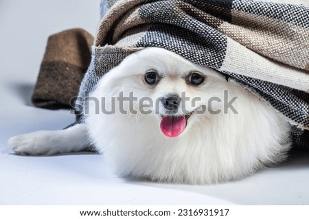 happy white pomeranian spitz dog