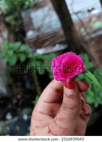 
A hand holding a pink small rose flower