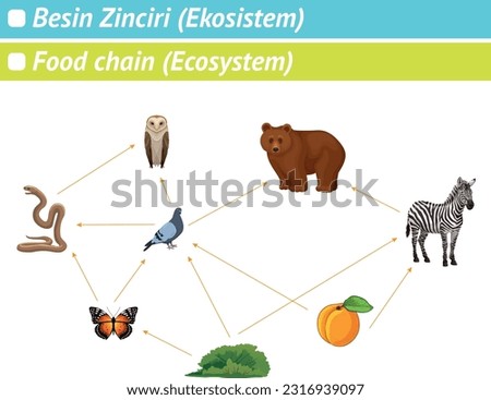 Food Chain (Ecosystem), Biology Lesson, Biyoloji, Biyoloji  Dersi, Besin Zinciri, Ekosistem