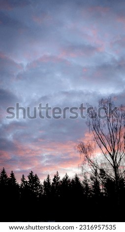 Beautiful evening sunset. Fantastic pink-blue sky with spindrift clouds and silhouetted trees. vertical photo. High quality photo