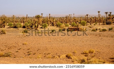 Rural Moroccan Desert Landscape with Desert Plants Royalty-Free Stock Photo #2316958059