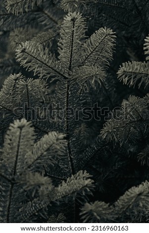 Green fir branch close up