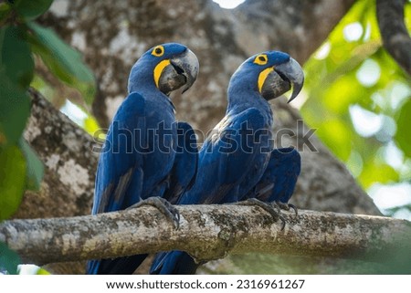 Hyacinth Macaw in  forest environment,Pantanal Forest, Mato Gros Royalty-Free Stock Photo #2316961267