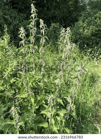 Nettles at the edge of a lawn allowed to grow long in summer, in a garden in England , United Kingdom. Urtica dioica  Food for many butterfly larvae. 