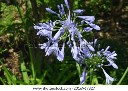 Agapanthus flowers.Amaryllidaceae evergreen perennial plants native to South Africa. Flowering season is from June to July. Royalty-Free Stock Photo #2316969827