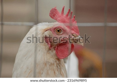 Beautiful Picture of a chicken