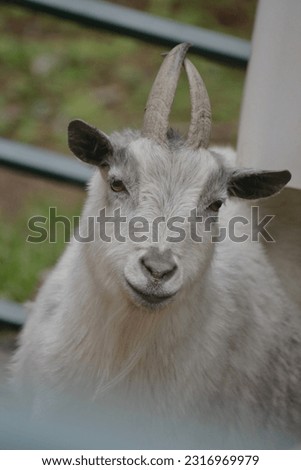 Beautiful picture of a goat
