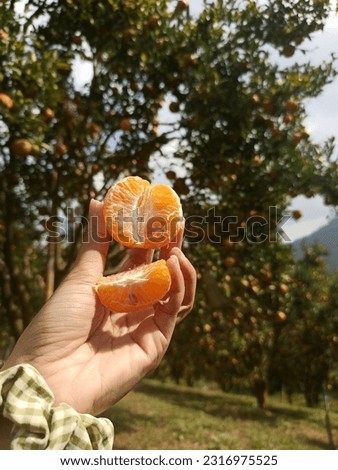 fresh oranges from the garden
