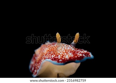 A nudibranch crawling over the substraight
