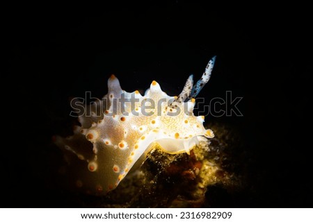 A nudibranch crawling out of the darkness 