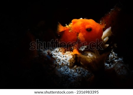 A frog fish waiting the strike 