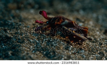A flambouyant cuttle fish swimming over the sand