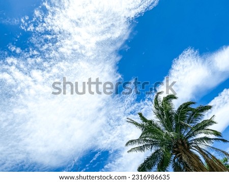 Blue sky with coconut trees concept picture for background or copy space,beautiful of nature blue sky.