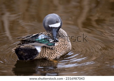 This image shows a male blue-winged teal preening its feathers, which helps keeps them waterproof and in good order.  