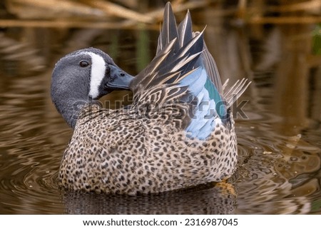 This image shows a male blue-winged teal preening its feathers, which helps keeps them waterproof and in good order.  
