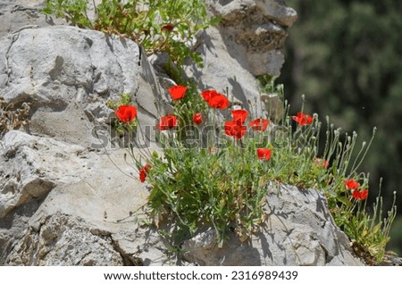 Semitic Poppy (Papaver umbonatum) in Jerusalem, Israel. Royalty-Free Stock Photo #2316989439