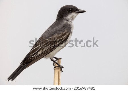 A simple image of an eastern kingbird perched on a cattail. Details of the kingbird's plumage are on full display. The background is an overcast sky being reflected in the pond below the bird.