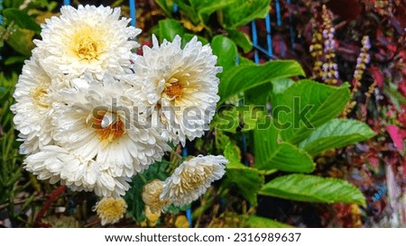a picture of tropical white flower after rain