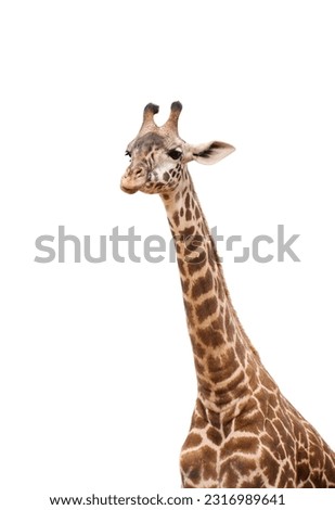 Long neck and head of giraffe isolated cutout on white background