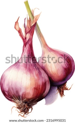 Shallot Watercolor illustration. Hand drawn underwater element design. Artistic vector marine design element. Illustration for greeting cards, printing and other design projects. Royalty-Free Stock Photo #2316995031