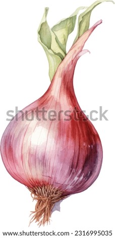 Shallot Watercolor illustration. Hand drawn underwater element design. Artistic vector marine design element. Illustration for greeting cards, printing and other design projects. Royalty-Free Stock Photo #2316995035