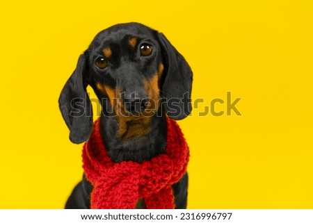 Portrait of sad defenseless dog in a red knitted scarf on a yellow background. Fall cold snap, back to school. Warm clothes for children. Pet dressed for a walk, bad mood, autumn blues, melancholy 
