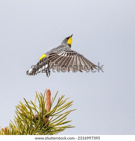 Yellow-rumped Warbler in flight, Richmond, BC, Canada Royalty-Free Stock Photo #2316997395