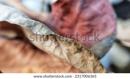 Close-up photo of old brown leaf texture