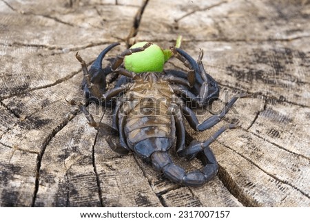 Macro of a scorpion upside down on a wooden floor