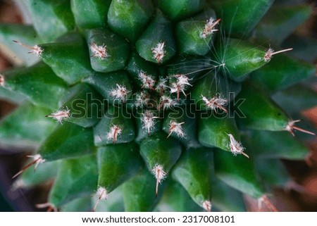 cactus (ferocactus) in the detail select focus, art picture of plant, macro photography of a plant with a small depth of field