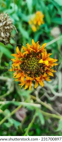 its naturel yellow sun flower 