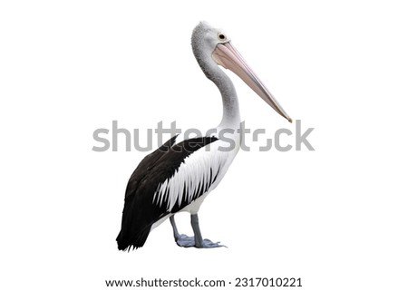 pelicans on a white background Royalty-Free Stock Photo #2317010221