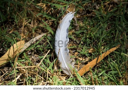 A dainty feather fallen from a waterbird after it preened its plumage is lying on the green grass at the Dalyellup Lakes, South Western Australia on a fine early autumn morning.