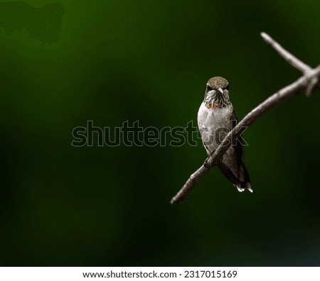 Ruby-throated Hummingbird perching for a photo