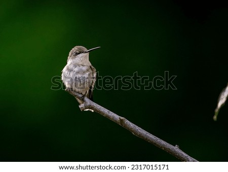 Ruby-throated Hummingbird perching for a photo