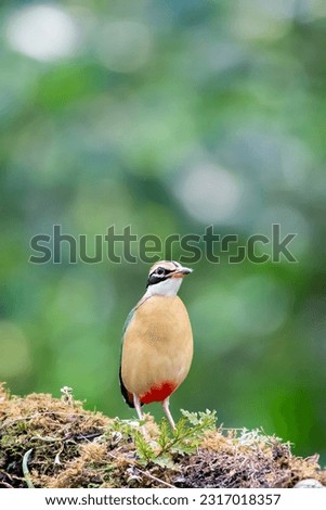An Indian pitta feeding on the ground in a small forest patch outside Thattekad in Kerala